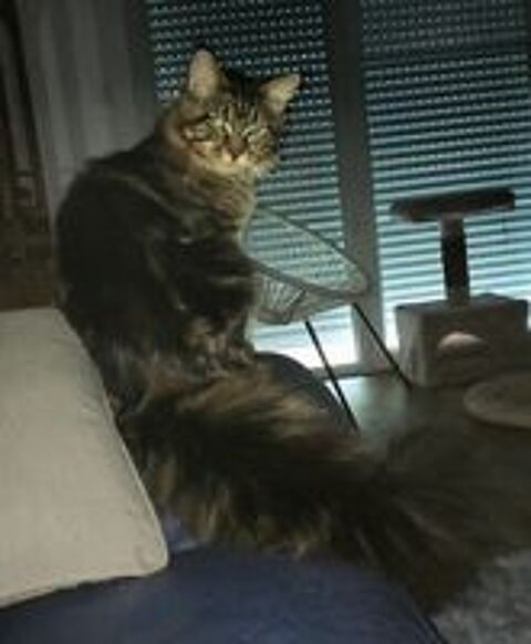   Male maine coon loof  