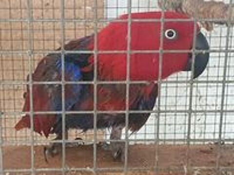   Femelle Eclectus  