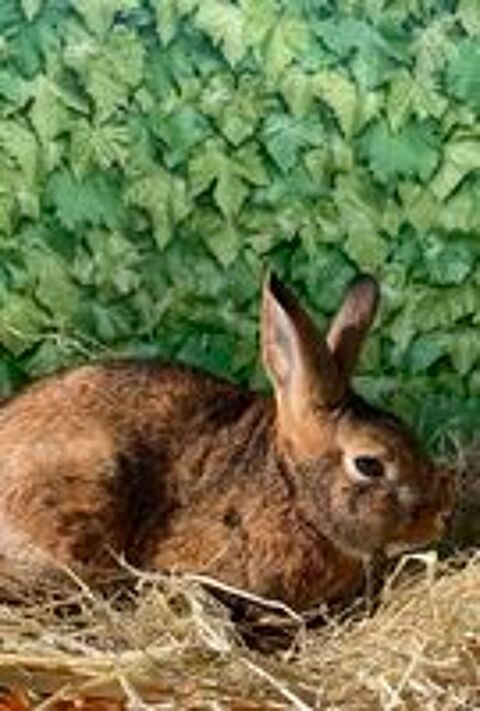   Lapin castor naln 