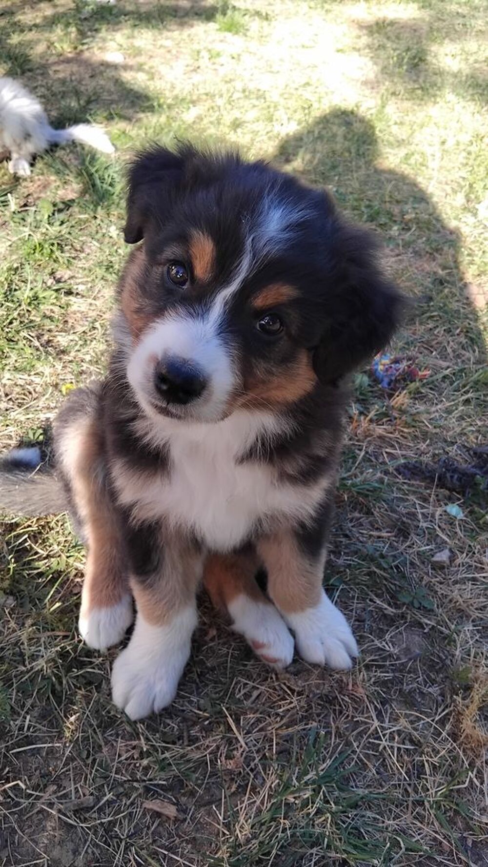   Chiot berger australien lofter  