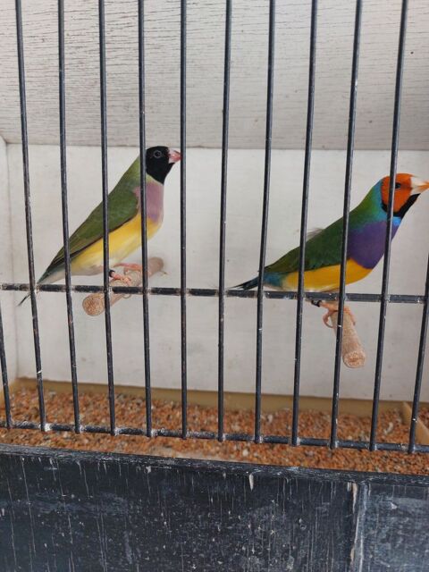 Exotiques Goulds 35 59670 Bavinchove