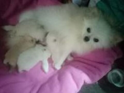   Chiot spitz nain femelle  