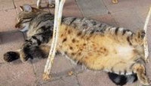   Nala (4 ans) disparue le 01/07/26 à Argenteuil 95100 