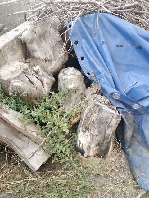 Souches bois sec gratuit 0 Port-Saint-Louis-du-Rhne (13)