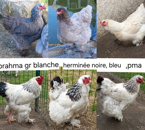 ?ufs fecondé de brahma 2 71360 pinac