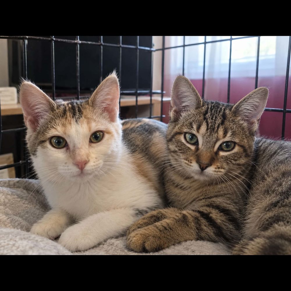   BART et MIKADO 