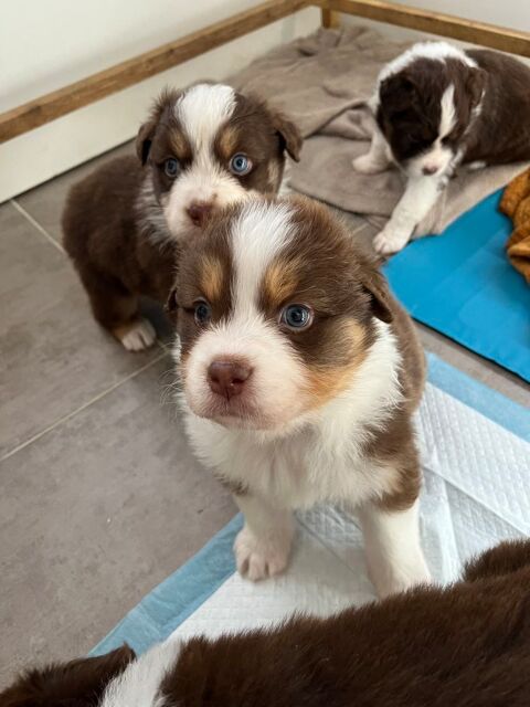 R&eacute;servation chiots Berger Australien non Lof 750 85300 Challans