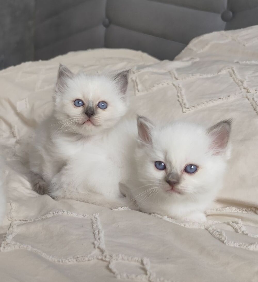   Sacrée de Birmanie loof  