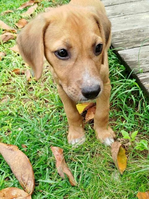 Ahri, mâle berger, né le 20/02/2025 &#128054; 300 94000 Crteil