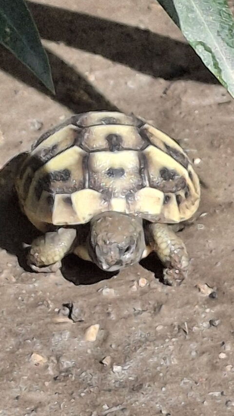 bb tortue contre bon soins 45 04300 Forcalquier