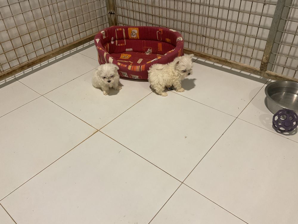   Bichons maltais LOF

