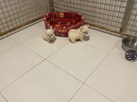 Bichons maltais LOF
1400 38150 Vernioz