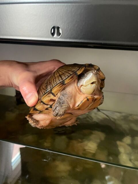 Tortues d'eau  (sternotherus carinatus) 0 95120 Ermont