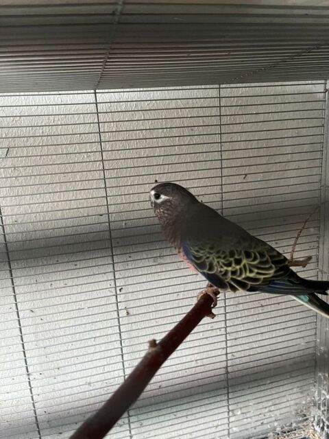 Perruche de Bourke 30 91240 Saint-michel-sur-orge