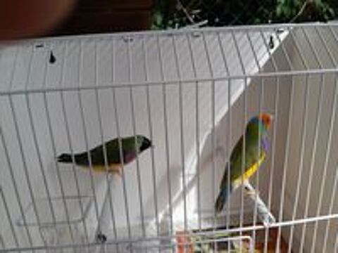   Diamant de gould  