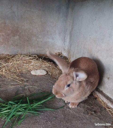 lapin 0 71600 Paray-le-monial