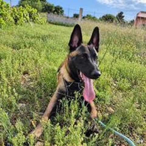   Aïko jeune chien 