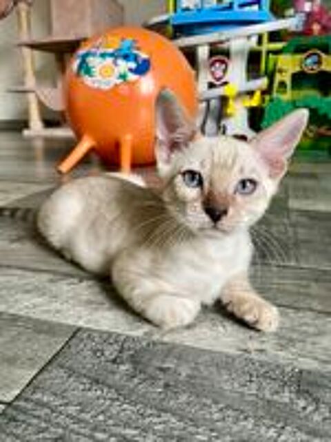   Superbe mâle Bengal Snow Lynx LOOF à réserver  