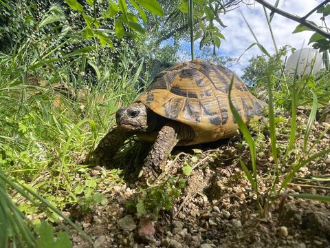 Tortue 120 34070 Montpellier