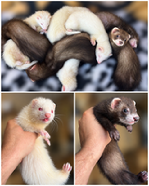   Furet de compagnie  