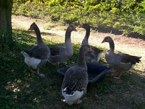 Oie de Toulouse 45 26400 Grane