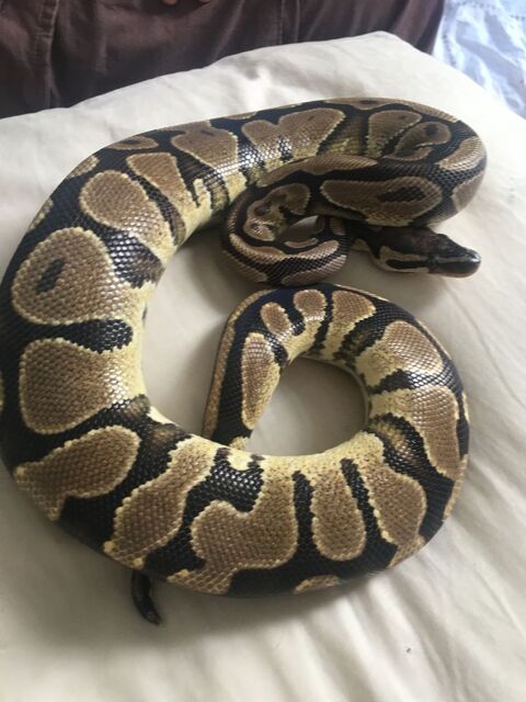 Python royal femelle 90 30000 Nmes