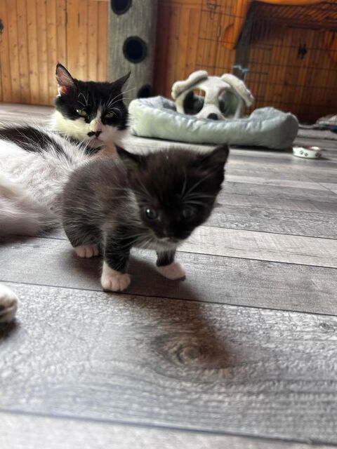 Chat BETTYBOOP &agrave; la r&eacute;servation 120 26240 Claveyson