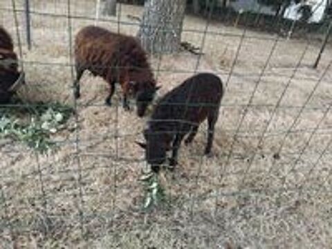  couple moutons d ouessant 