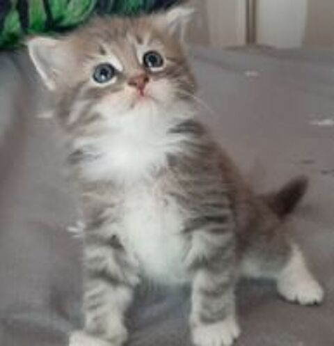   Chatons Siberiens LOOF 