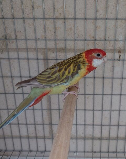 Omnicolore 70 78410 Flins-sur-seine