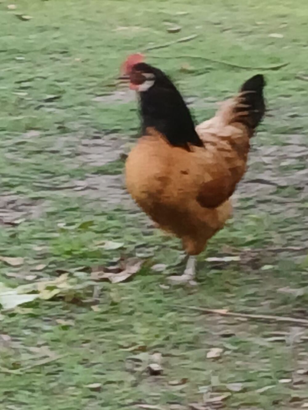   Couple poule Vorwerk 