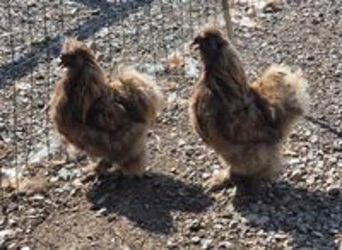   1 coq silkie chocolat 