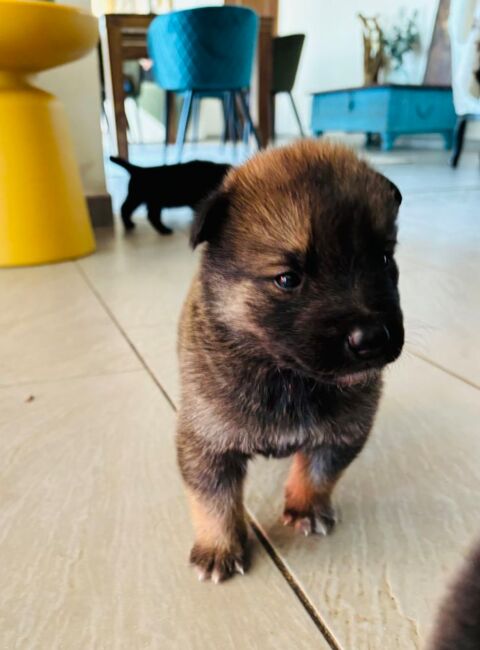 petit loulou 400 20230 Chiatra