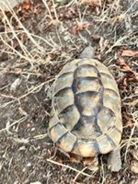   Tortue graeca mâle adulte de 15 ans  