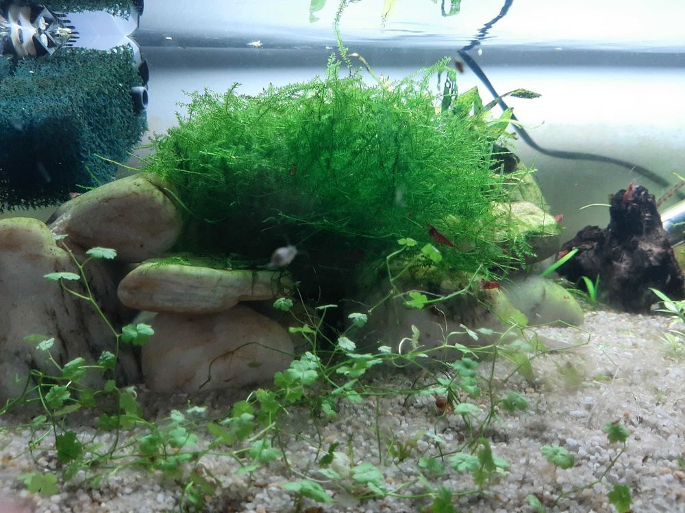 mousse de java (plante aquarium) Jardin