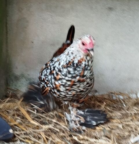 Poule sabelpoot 30 56140 Tr�al