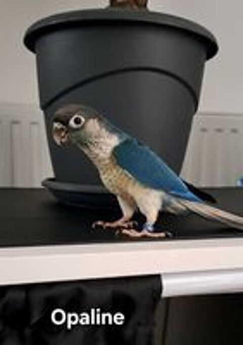   Jeunes conures Maolina turquoise opaline 