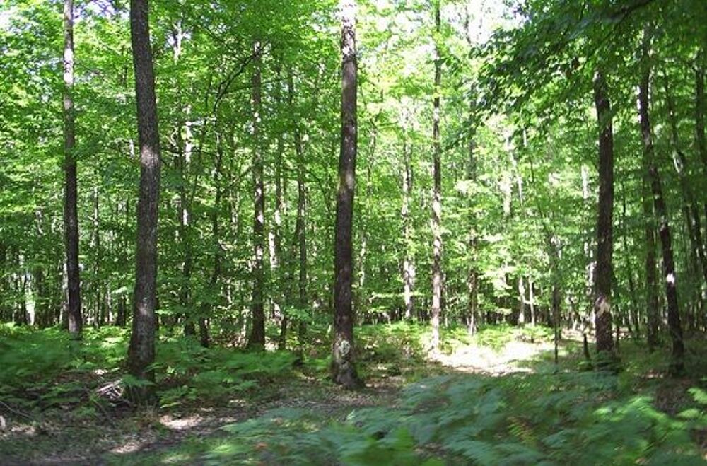 Vente Chalet Proximité ORLEANS   parcelle boisé 2260m² bâti 18m² Orléans