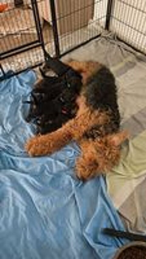   Chiot Airedale Terrier  