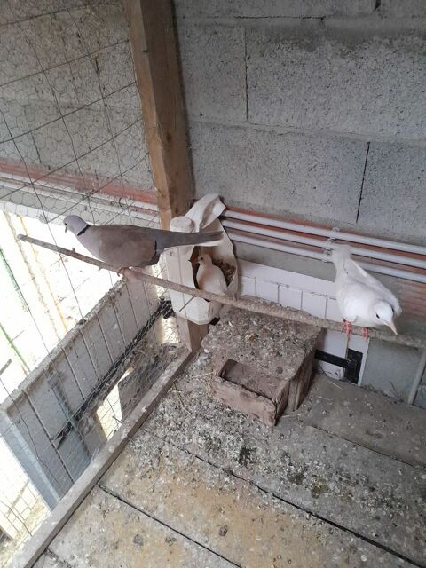 Tourterelles plusieurs couleurs jeunes et adultes .
5 24130 Prigonrieux