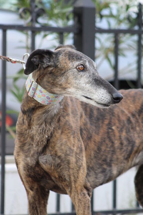 Romero, tendre galgo senior cherche une famille avant l'hiver 195 24140 Douville