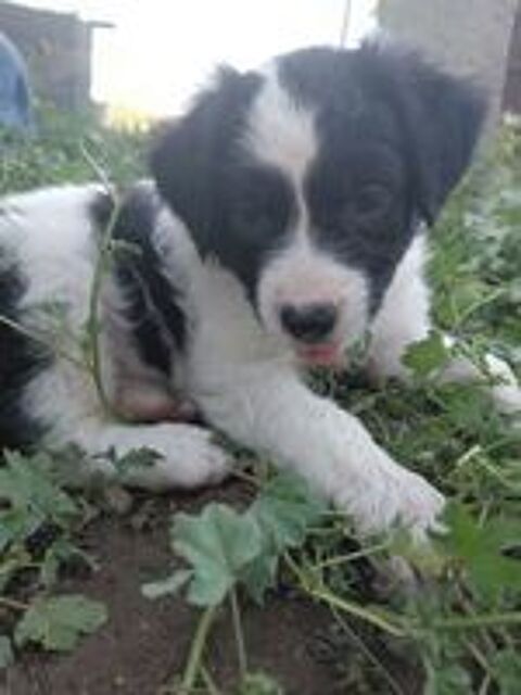  Chiot  
