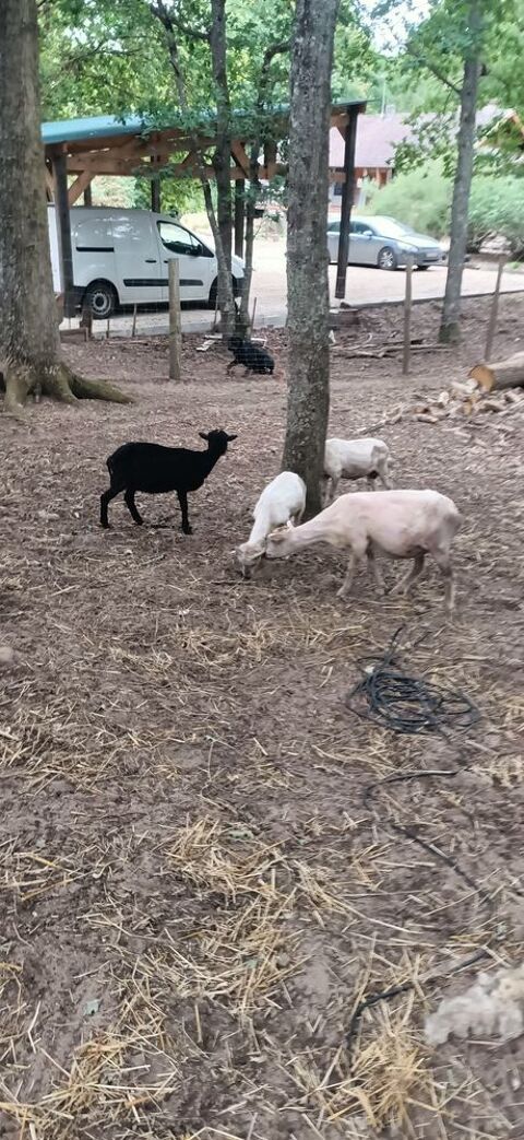 3 couple de moutons de Ouessant 80 45110 Châteauneuf-sur-loire