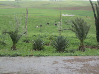  Ferme � vendre 4 pi�ces 183170 m� Sidi bettache, maroc