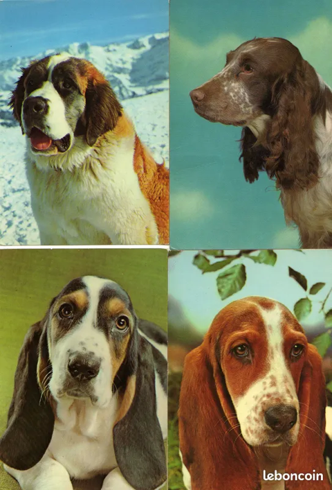 Cartes postales sur les chiens 2 Viry-Noureuil (02)