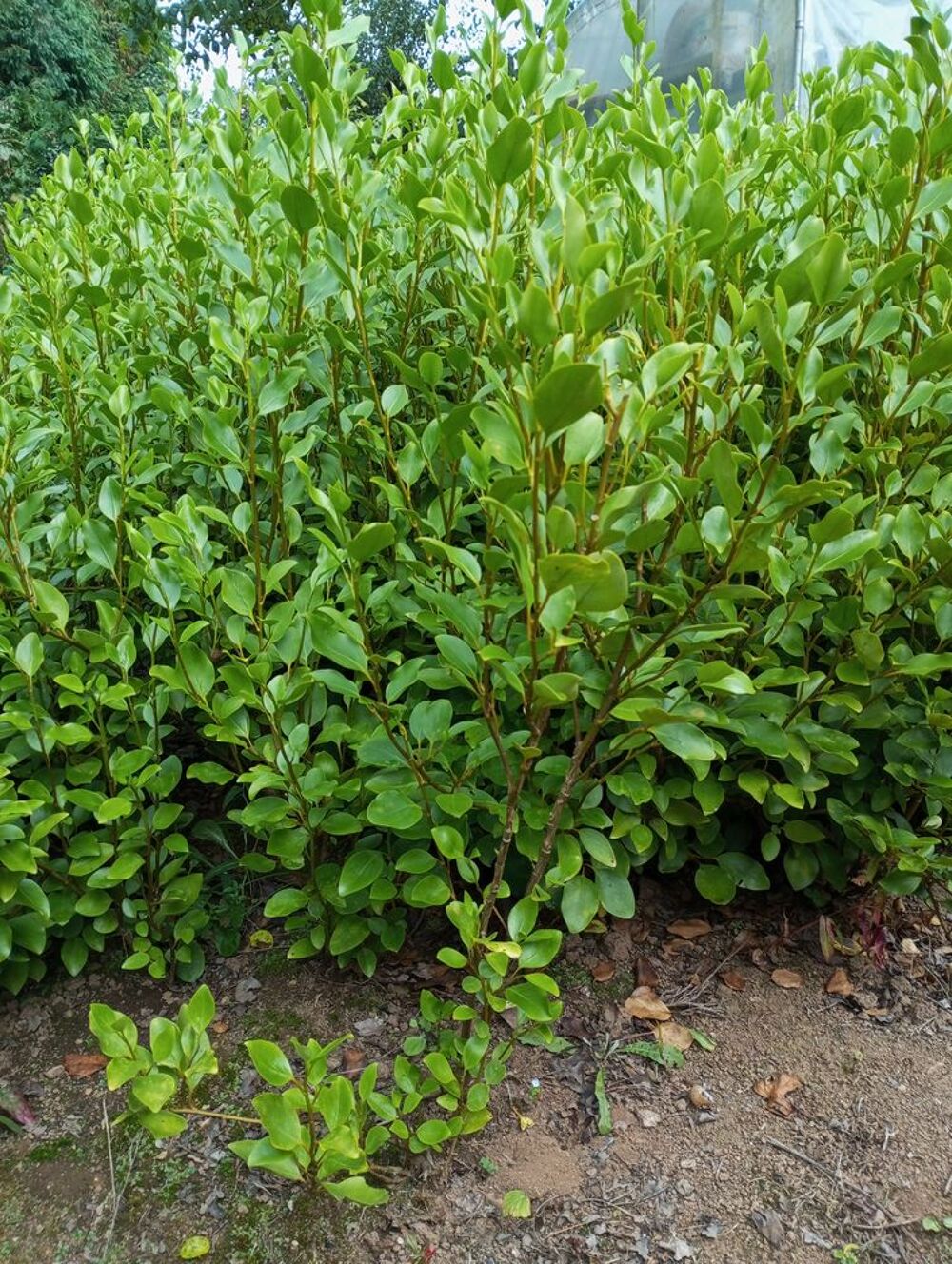 Plants de griseline Jardin