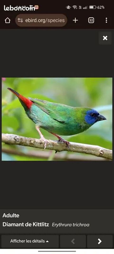 oiseaux kittlitz 0 59990 Curgies