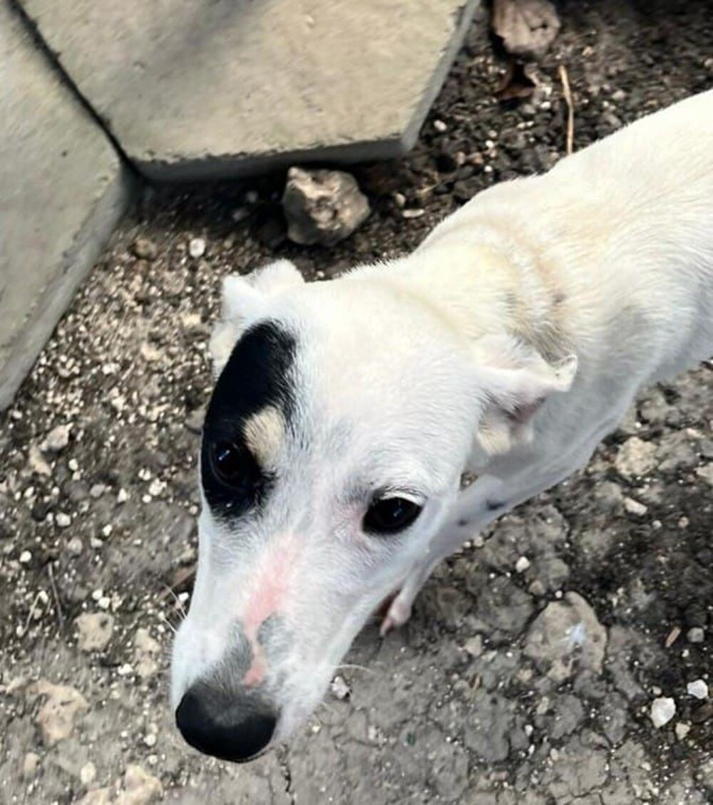   A ADOPTER PITCHOUNE SE TROUVE DANS UN REFUGE EN GUADELOUPE 