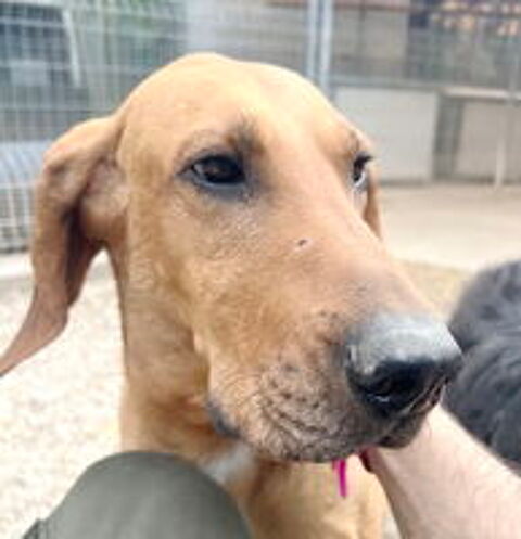   Caramel est àl'adoption 