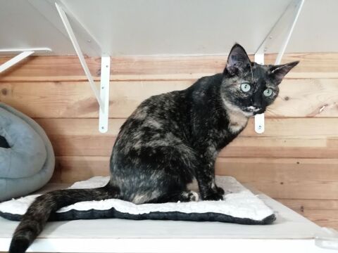 THAIS 240 92400 Courbevoie